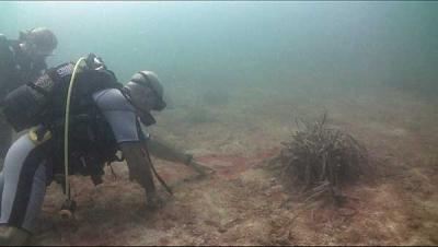 Las cianobacterias provocadas por los vertidos "legales" siguen proliferando en la Bahía de Palma Las cianobacterias provocadas por los vertidos "legales" siguen proliferando en la Bahía de Palma